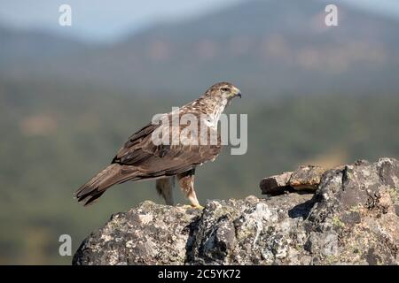 Aquila Bonelli (Aquila fasciata) in Estremadura Spagna. In piedi su una roccia, vista da un lato. Paesaggio sullo sfondo. Foto Stock