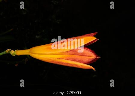 Arancio giglio (hemerocallis stafford) catturato alla luce del sole Foto Stock