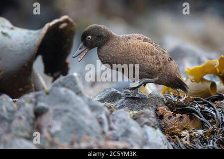 Adult Campbell Island Teal (Anas nesiotis), conosciuto anche Campbell Teal. Una piccola specie notturna, senza luce, di anatra dabbling endemica del Campbell Foto Stock