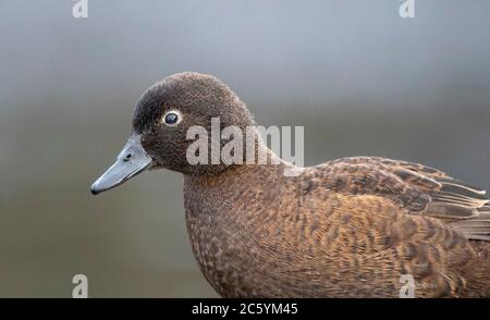 Femmina Campbell Island Teal (Anas nesiotis), noto anche Campbell Teal. Una piccola specie di anatra notturna, senza luce, endemica dell'Isola Campbell Foto Stock