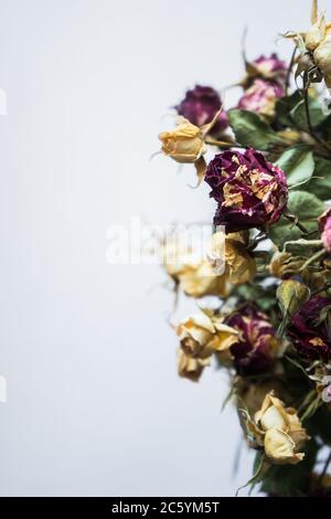 Rose rosse e gialle essiccate su fondo grigio-bianco. Bouquet di fiori Foto Stock