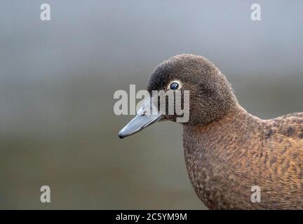 Femmina Campbell Island Teal (Anas nesiotis), noto anche Campbell Teal. Una piccola specie di anatra notturna, senza luce, endemica dell'Isola Campbell Foto Stock