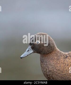 Femmina Campbell Island Teal (Anas nesiotis), noto anche Campbell Teal. Una piccola specie di anatra notturna, senza luce, endemica dell'Isola Campbell Foto Stock