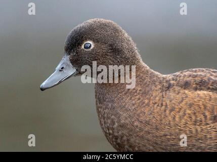 Femmina Campbell Island Teal (Anas nesiotis), noto anche Campbell Teal. Una piccola specie di anatra notturna, senza luce, endemica dell'Isola Campbell Foto Stock