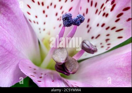 Alstroemerias rosa chiaro - Peruviano fiore giglio Foto Stock