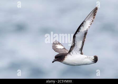 Capo Petrel (Daption capense australe) al mare nell'Oceano Pacifico della Nuova Zelanda subantartica. Chiamato anche il Capo o Pintado Petrel. Foto Stock