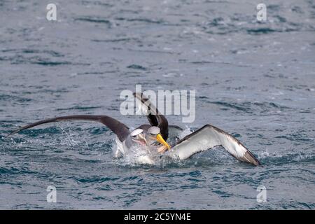 Chatham Albatross (Thalassarca eremita), adulto, lotta con un Salvin's Albatross (Thalassarche salvini) al largo delle isole Chatham, Nuova Zelanda. Foto Stock