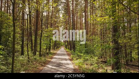 Percorso a piedi attraverso la foresta. Foto Stock