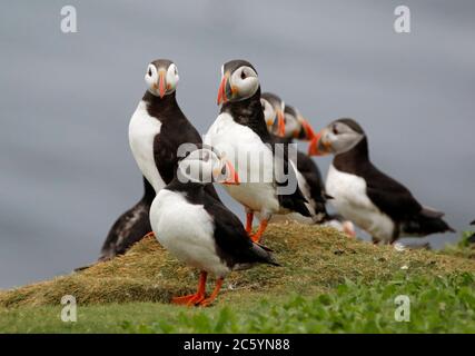 Soffini dell'Atlantico sulle isole Farne Foto Stock