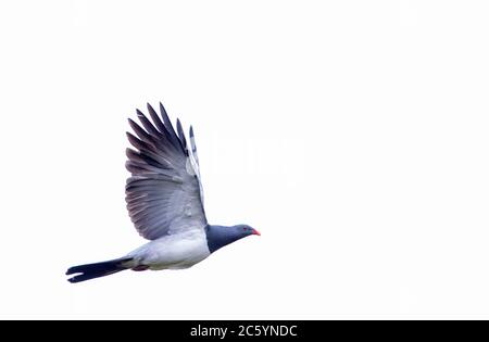 Volare Chatham Pigeon (Hemiphaga chathamensis) sopra la valle boschiva rimanente sulla principale Chatham Island, Nuova Zelanda. Foto Stock