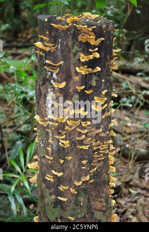 Funghi arancio staffa sul ceppo Mary Cairncross Scenic Reserve Maleny Queensland Foto Stock