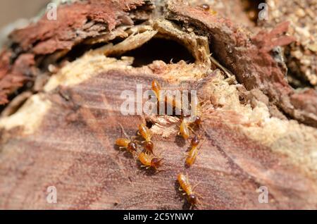 Termiti in un log del giardino - primo piano di UNA colonia di termiti mangiare UN ceppo di albero Foto Stock