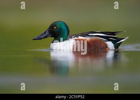 Northern Shoveler (Anas clypeata), vista laterale di un adulto maschio nuoto in una palude, Campania, Italia Foto Stock