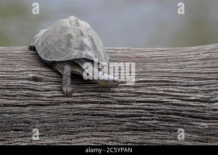 Terrapin dentellato (Pelusios sinuatus), individuale su un vecchio tronco, Mpumalanga, Sudafrica Foto Stock