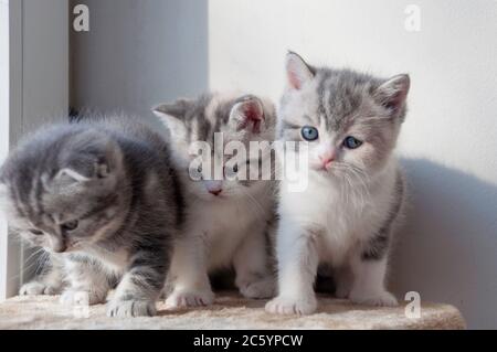 vari gattini britannici seduti su plaid beige Foto Stock