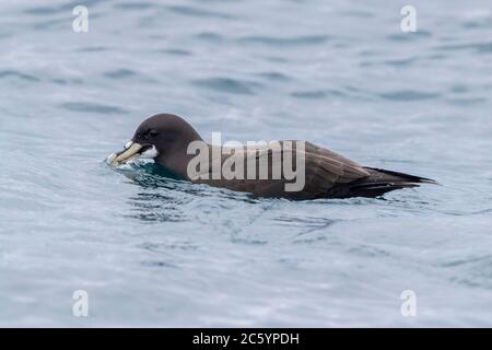 Petrel bianco-chined (Procellaria aequinoctialis), individuale sulla superficie dell'acqua, Capo Occidentale, Sud Afica Foto Stock