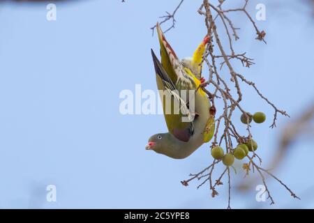 Piccione verde africano (Treron calvus), adulto capovolto mangiare frutta su un albero, Mpumalanga, Sudafrica Foto Stock