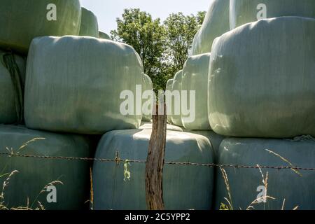 Balle di fieno in sacchi catturati in una giornata di sole in un campo. Auvergne Rhone Alpes. Francia Foto Stock