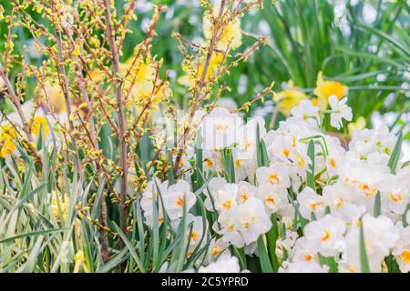 Giallo fioritura Forsythia cespuglio e narciso, sfondo floreale Foto Stock