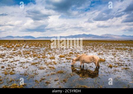 Un cavallo bianco che si trova nella zona umida e che mangia erba in Tibet, Cina. Foto Stock