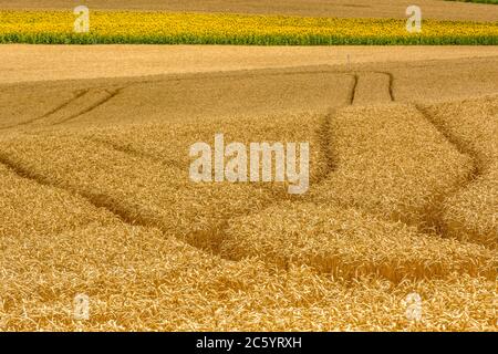 Tracce in un campo di grano, Puy de Dome, Auvergne-Rhone-Alpes, Francia Foto Stock