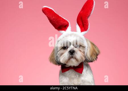 adorabile puppy shih tzu con orecchie conigliate e viscere su sfondo rosa Foto Stock