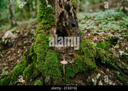 Fungo Toadstool vicino a un grumo marcio sopravivestito con muschio nella foresta. Foto Stock