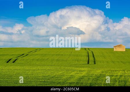 Tracce in un campo di grano, Puy de Dome, Auvergne-Rhone-Alpes, Francia Foto Stock