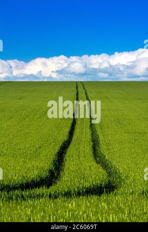 Tracce in un campo di grano in pianura Limagne, Puy de Dome, Auvergne-Rodano-Alpi, Francia Foto Stock