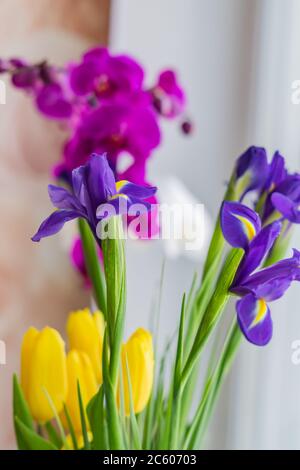 tulipani gialli, iridi blu e orchidee di fior viola sulla soglia della finestra in una giornata di sole Foto Stock