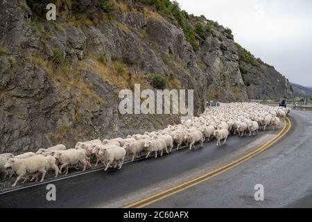 Gregge di pecore che vengono allevate lungo una strada rurale, strada statale per Queenstown sulla Nuova Zelanda Sud Isola. Foto Stock