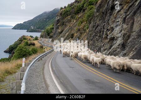 Gregge di pecore che vengono allevate lungo una strada rurale, strada statale per Queenstown sulla Nuova Zelanda Sud Isola. Foto Stock