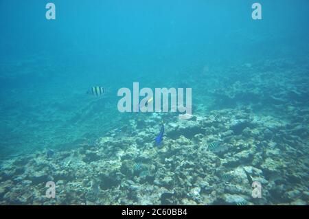 Un paio di palette Surgeonfish che nuotano sopra la barriera corallina Foto Stock