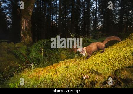 Martora di pino (martes martes). Loch Lomond e il Parco Nazionale Trossachs. Scozia Foto Stock