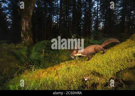 Martora di pino (martes martes). Loch Lomond e il Parco Nazionale Trossachs. Scozia Foto Stock