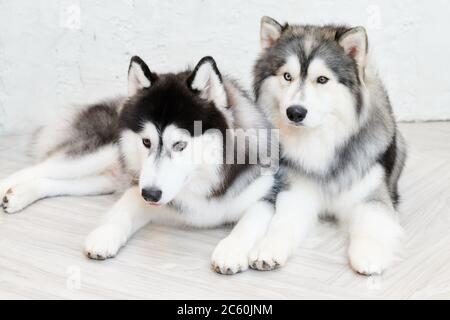 Husky siberiano che si distendono insieme Foto Stock
