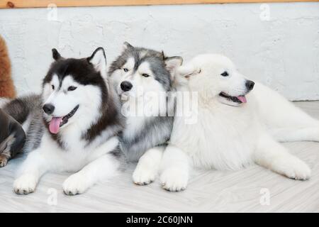Husky siberiano che si distendono insieme Foto Stock
