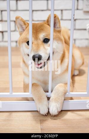 Un cane Chiba sorridente nel caso Foto Stock