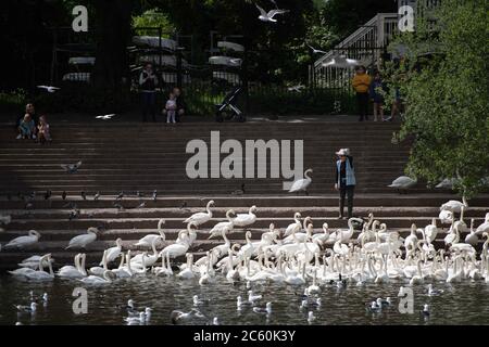 Worcester, Worcestershire, Regno Unito. I viaggiatori di giorno giovani e vecchi guardano con interesse come i punteggi di cigni sono alimentati sul fiume Severn in Worcester Foto Stock