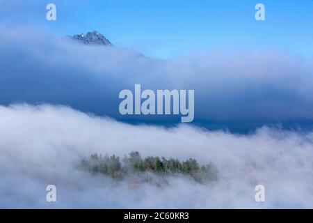 Paesaggio misty con abeti di pinete in Nuova Zelanda. Foto Stock