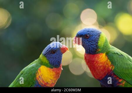 Coppia di lorikeets arcobaleno che condividono cibo Foto Stock