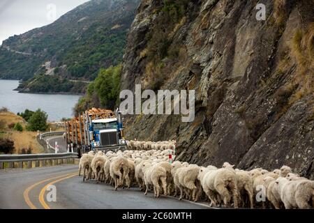 Gregge di pecore che vengono allevate lungo una strada rurale, strada statale per Queenstown sulla Nuova Zelanda Sud Isola. Foto Stock