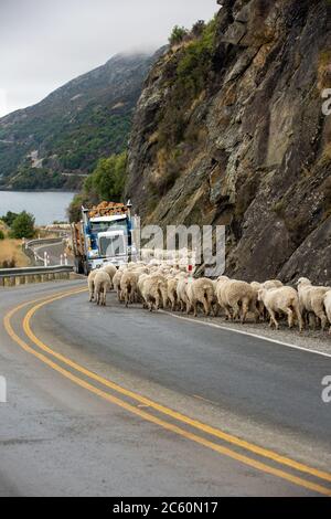 Gregge di pecore che vengono allevate lungo una strada rurale, strada statale per Queenstown sulla Nuova Zelanda Sud Isola. Foto Stock