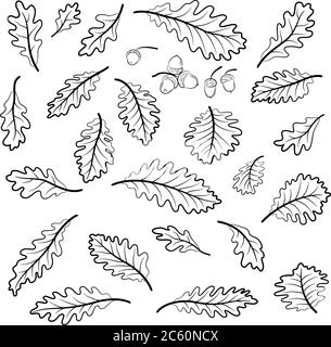 Set foglie di quercia e Acorn, pittogrammi Black Contour isolati su sfondo bianco. Vettore Illustrazione Vettoriale