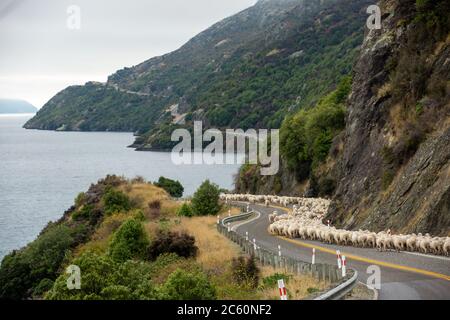 Gregge di pecore che vengono allevate lungo una strada rurale, strada statale per Queenstown sulla Nuova Zelanda Sud Isola. Foto Stock