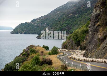 Gregge di pecore che vengono allevate lungo una strada rurale, strada statale per Queenstown sulla Nuova Zelanda Sud Isola. Foto Stock