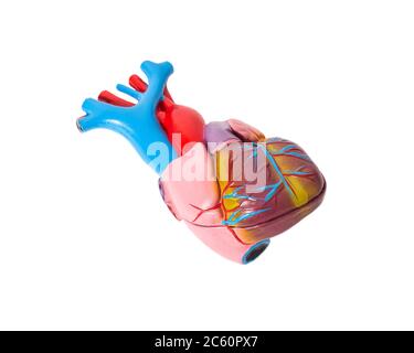 Anatomia del cuore umano su sfondo bianco. La struttura del cuore dell'uomo, aorta Foto Stock