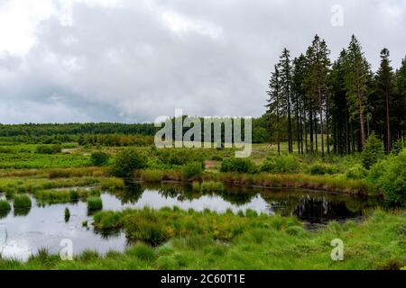 La torbiera di Hohes Venn, Brackvenn, in Vallonia, Belgio, nella zona di confine con la Germania; Foto Stock