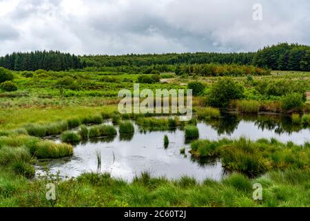 La torbiera di Hohes Venn, Brackvenn, in Vallonia, Belgio, nella zona di confine con la Germania; Foto Stock