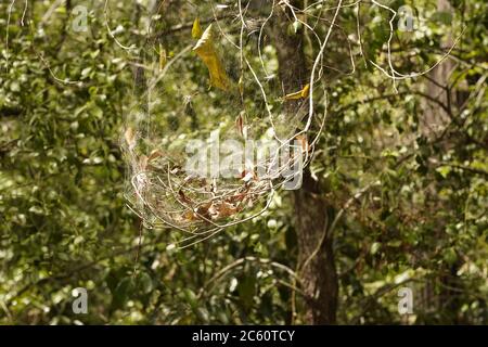 Fogliame nastro di ragni web negli alberi, Australia Foto Stock